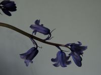 Bluebells by Peter Peryer contemporary artwork photography
