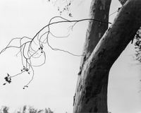 Eucalyptus, Fontana, California by Robert Adams contemporary artwork photography