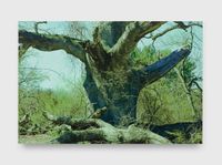 Oak by James Welling contemporary artwork print