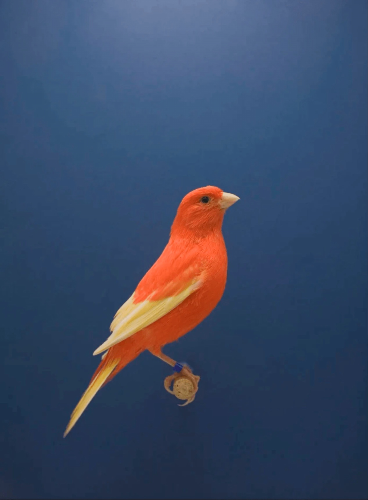 Luke Stephenson's Art For Sale, Exhibitions & Biography | Ocula Artist