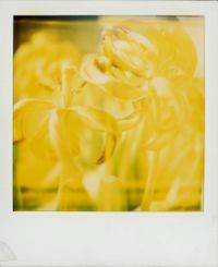 Untitled (Tulips) by Walter Schels contemporary artwork photography