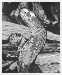 different face on the end of a snake by Riley Payne contemporary artwork drawing