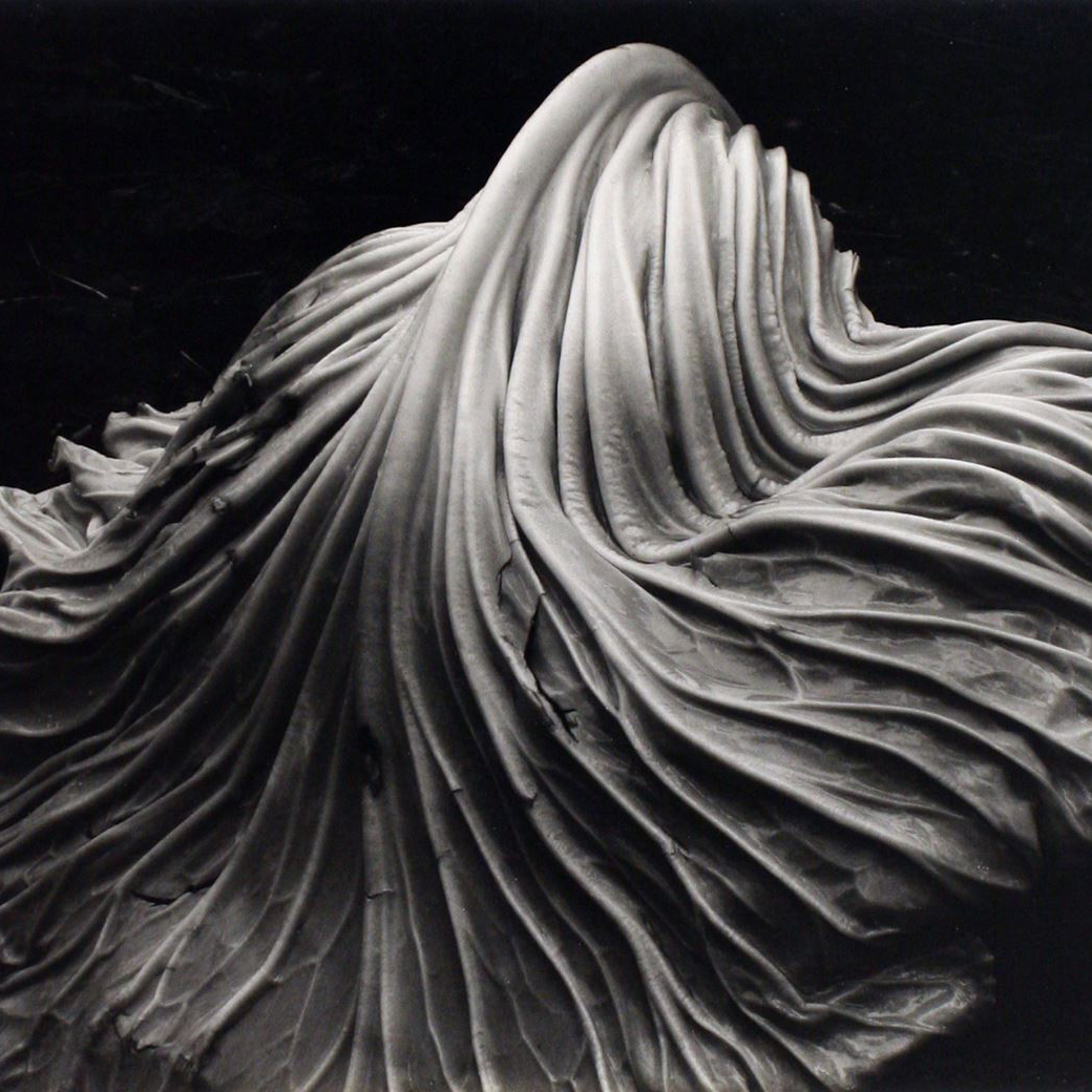Edward Weston: Forms of Passion: Terence Pitts, Trudy Wilner