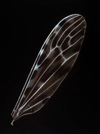 Baby Wings #1 by Angelika Krinzinger contemporary artwork photography
