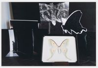 Time/Flight/Moth by Michelle Stuart contemporary artwork photography