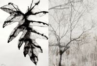 Reflections, Nature Series #6 & #11 by Barbara Edelstein contemporary artwork painting, works on paper, drawing