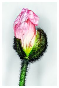 Mohn III (Poppy III)  by Hans-Joachim Ellerbrock contemporary artwork photography