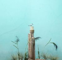 Tern and blue background by Eric Pillot contemporary artwork photography