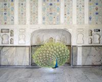 Master of Seduction, Amer Fort, Amer by Karen Knorr contemporary artwork photography