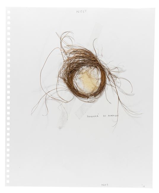 Nest by Not Vital contemporary artwork