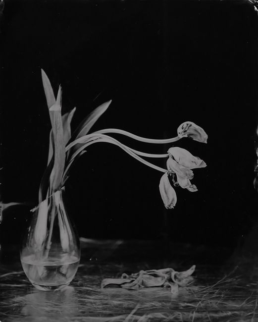 Tulips by Steffen Diemer contemporary artwork