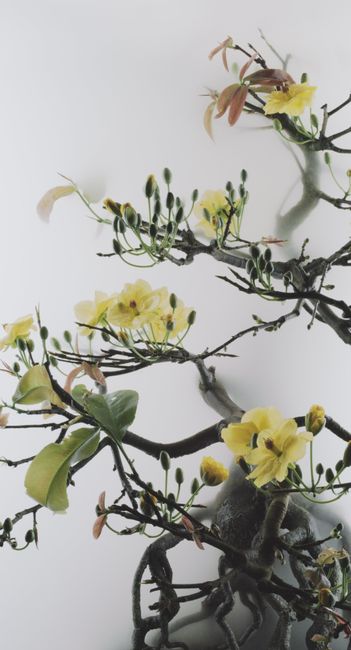 Still Life 014 - Yellow Mai flower by Wu Chi-Tsung contemporary artwork
