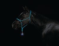 Day for Night, Alejandra (horse), Oratia by Greta Anderson contemporary artwork photography