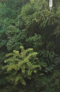Study of Green-Grove2 by Honggoo Kang contemporary artwork mixed media