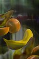 Apple, Banana, Orange, Pear by Rute Merk contemporary artwork 2