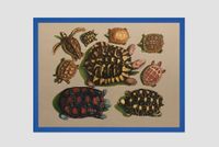 Large and Small Turtles from America, Ceylon and Amboina by Gabriela Bettini contemporary artwork painting