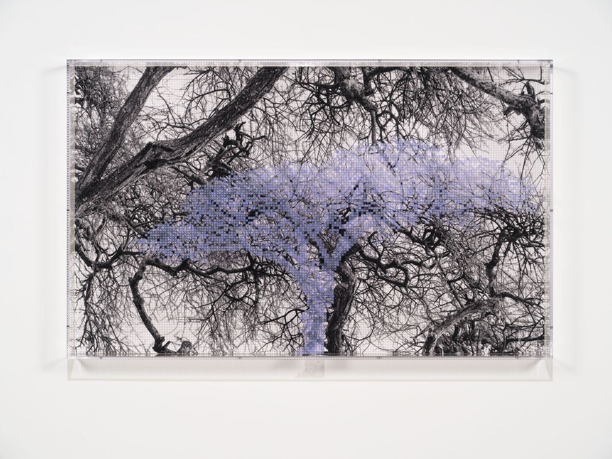 Numbers and Trees: Tanzania Series 3, Acacia, Tree #1, Ikizu, 2025
