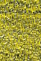 Grid Cut Peel Yellow 1 by Hadieh Shafie contemporary artwork 2