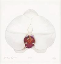 White Orchid by Marc Quinn contemporary artwork painting