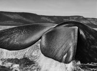 Southern Right Whale, Valdés Peninsula, Argentina by Sebastião Salgado contemporary artwork photography