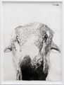 Woolly (Third) by Kristin Stephenson (Hollis) contemporary artwork 2