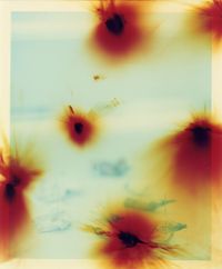 Flower Petals Pinned on the Window by Bowei Yang contemporary artwork photography