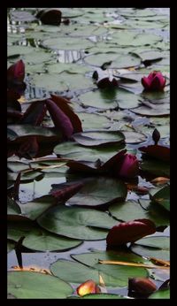 Dark lillies by Tim Maguire contemporary artwork photography