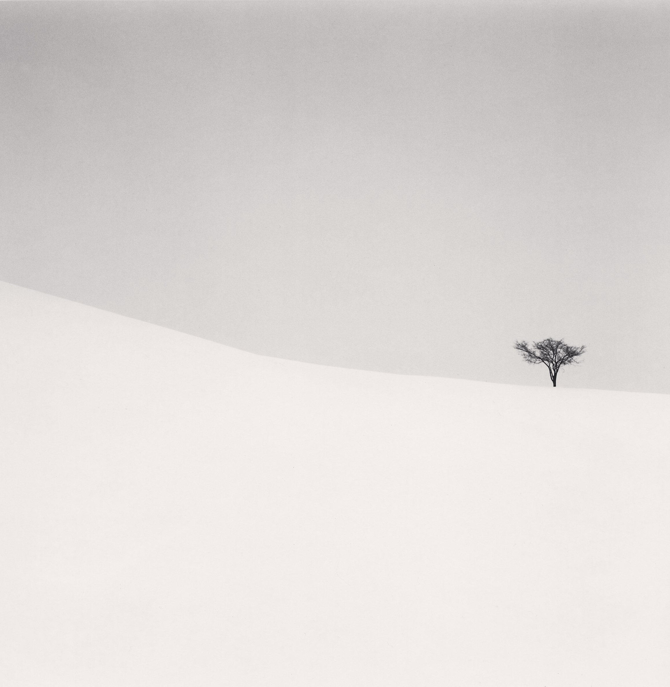 Single Tree, Mita, Hokkaido, Japan, 2007 by Michael Kenna