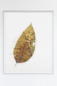 Herbarium Amazonas - Sheets (3) by Christoph Keller contemporary artwork painting