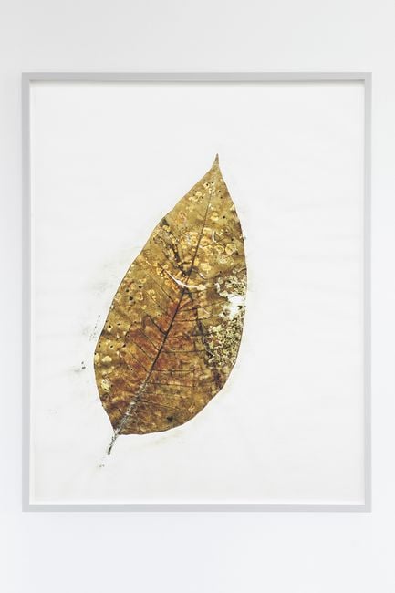 Herbarium Amazonas - Sheets (3) by Christoph Keller contemporary artwork