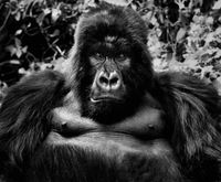 King Kong by David Yarrow contemporary artwork photography