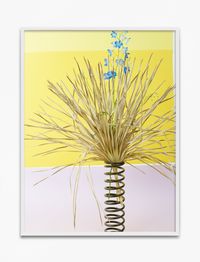 Larkspur (Fan) by Annette Kelm contemporary artwork photography, print