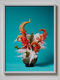 The Redhead Toe Toe (Austroderia sp) by Ann Shelton contemporary artwork photography