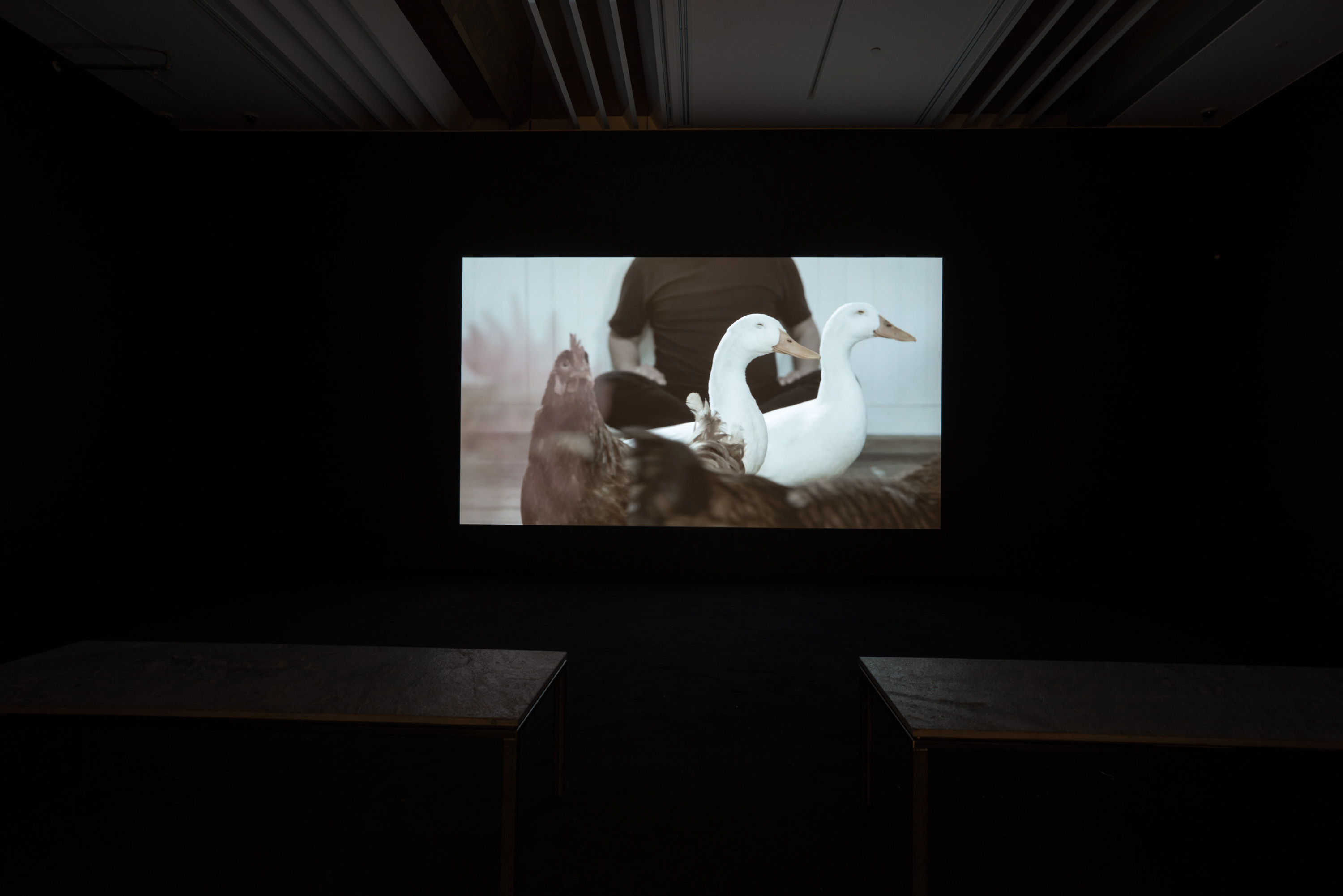 Shannon Te Ao, Two shoots that stretch far out (video still) (2013–14). HD video, single-channel, 13:22 min, colour, stereo sound. Exhibition view: Auckland Art Gallery Toi o Tāmaki (2016).