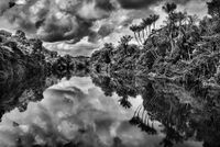 Jauri palm trees, Jaú River, Jaú National Park, state of Amazonas, Brazil by Sebastião Salgado contemporary artwork photography
