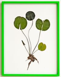 Herbarium by Olafur Eliasson contemporary artwork works on paper