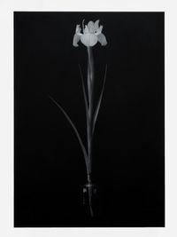 Iris by Don Brown contemporary artwork painting, works on paper
