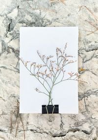 Halophytes Limonium vulgare by Tilyen Mucik contemporary artwork print