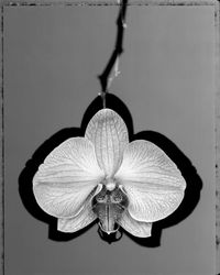 Orchidea by Gian Paolo Barbieri contemporary artwork photography