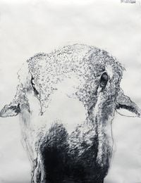 Woolly (Third) by Kristin Stephenson (Hollis) contemporary artwork drawing