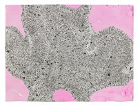 Pink/Black by Richard Deacon contemporary artwork print