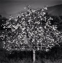 Persimmon Tree, Sulmona, Abruzzo, Italy by Michael Kenna contemporary artwork photography