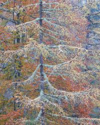 Autumn Tapestry 1 by Stephen King contemporary artwork photography