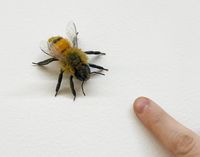 Bee by Tom Friedman contemporary artwork sculpture