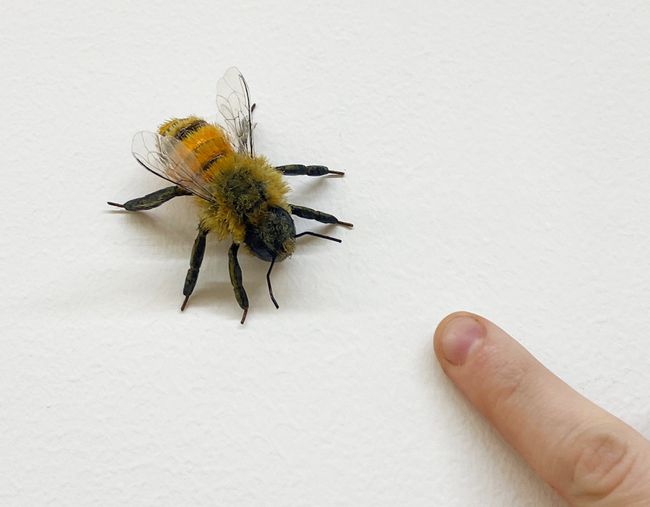 Bee by Tom Friedman contemporary artwork