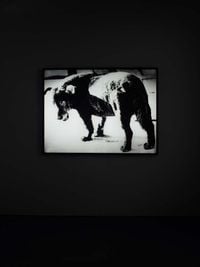 Lightbox: Stray Dog, Misawa by Daido Moriyama contemporary artwork sculpture, photography, mixed media