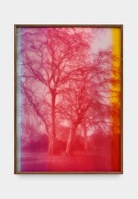 Portrait of a Tree in Pinks by Paul Rusconi contemporary artwork painting