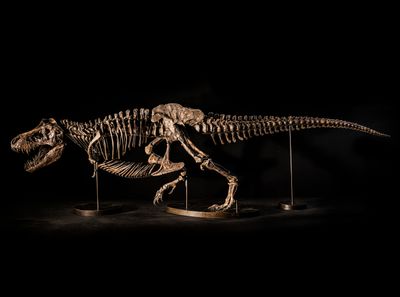 Christie’s Brings T-Rex Skeleton to Hong Kong Art Auctions