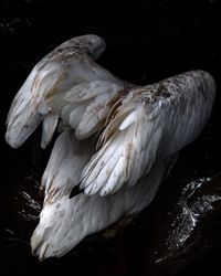 Diving Pelican by Anastasia Samoylova contemporary artwork photography, print