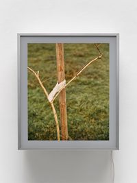 Sapling by Jeff Wall contemporary artwork photography